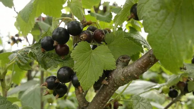 Касис 'Titania' - Ribes nigrum `Titania`